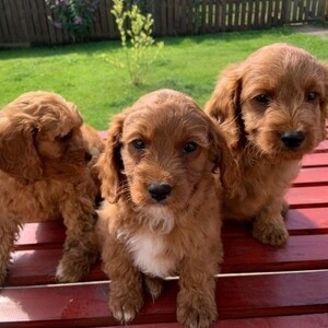 Lovely Cavapoo Puppies Looking for New Forever Homes | PostAds PH