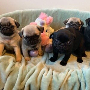 Well Trained Pug Puppies for Sale | PostAds PH