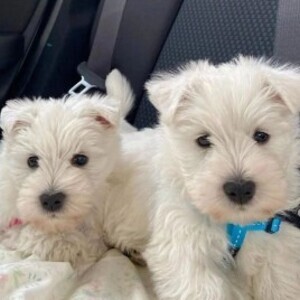 Westie Puppies | PostAds PH