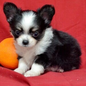 Chihuahua Puppies | PostAds PH