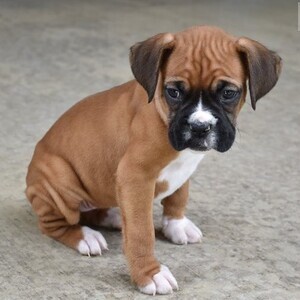 boxer puppies | PostAds PH