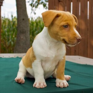 jack russell terrier | PostAds PH