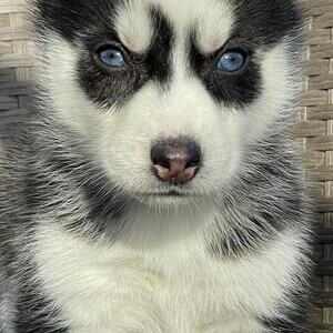 KC reg Siberian husky puppies | PostAds PH