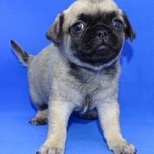 Pug puppies | PostAds PH