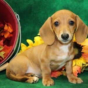 Miniature Dachshund puppies | PostAds PH
