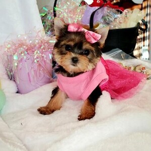 Yorkshire Terrier puppies | PostAds PH