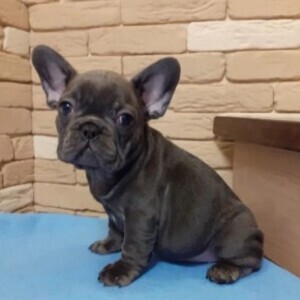 French Bulldog Pups | PostAds PH