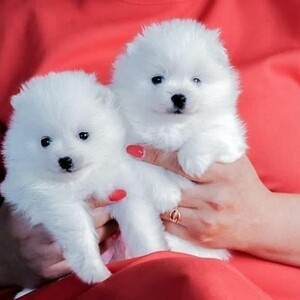 Pure Pomeranian Puppies | PostAds PH