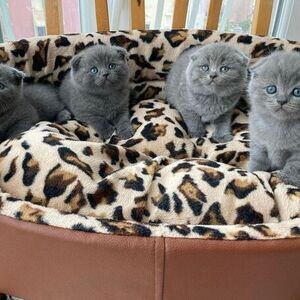 Scottish Fold kittens for sale. | PostAds PH