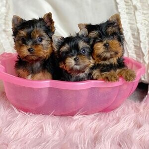 Yorkie puppies for sale. | PostAds PH