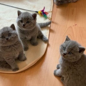 British shorthair kittens for sale. | PostAds PH