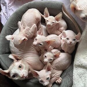 Sphynx kittens for sale | PostAds PH