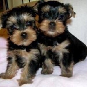 Cute and Lovely Yorkie Puppies | PostAds PH