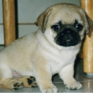 Wanderful XMAS pug puppies | PostAds PH