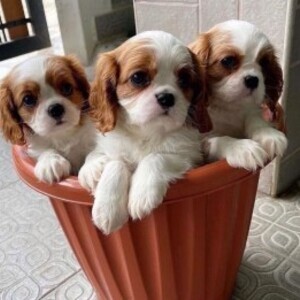 Beautiful Cavalier King Charles, | PostAds PH