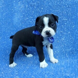 Boston Terrier | PostAds PH