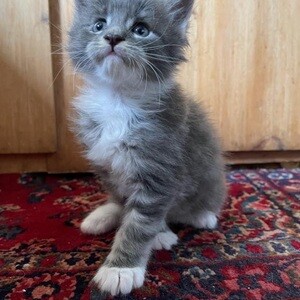 Main Coon Kitteies | PostAds PH
