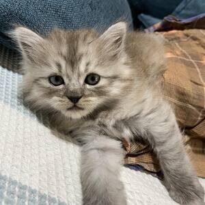 Persian x Siamese x Himalayan | PostAds PH
