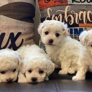 Beautiful Litter Of Bichon Frise Puppies Ready | PostAds PH