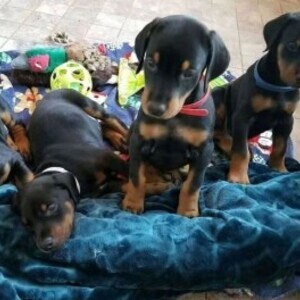 Doberman Pinscher | PostAds PH