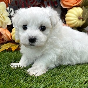 Bichon frise | PostAds PH