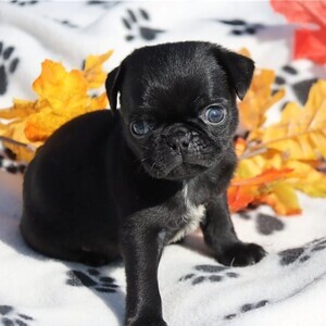 French Bulldog | PostAds PH