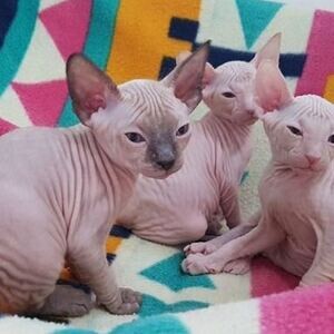 Cute Sphynx Kittens | PostAds PH