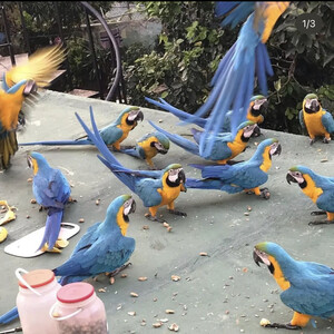 Blue and Gold Macaw parrots available now | PostAds PH