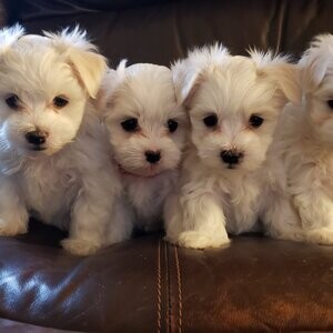 Lovely Maltese puppies | PostAds PH