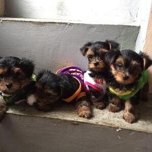 Home raised Yorkie puppies for rehoming | PostAds PH