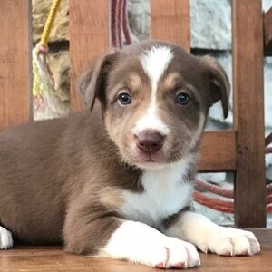 3 month border collie pup | PostAds PH