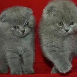 Scottish fold Kittens available now | PostAds PH