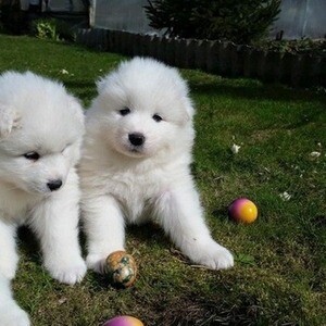 Samoyed puppies for adoption | PostAds PH