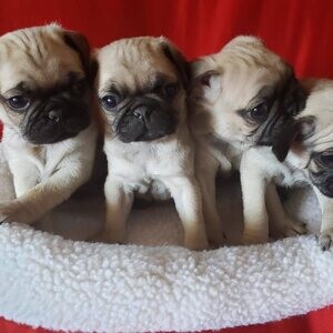 Pug puppies for adoption | PostAds PH