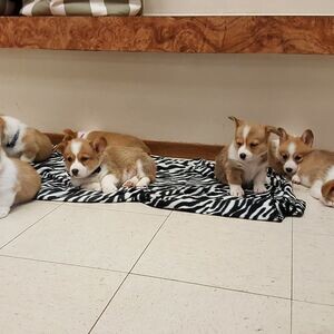 Corgi puppies for pet lovers | PostAds PH