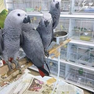 African grey parrots for sale. | PostAds PH