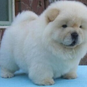 Extra Charming Chow Chow Puppies Available For New Looking Home | PostAds PH