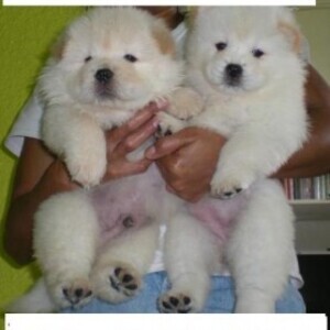 2 Extra Charming Chow Chow Puppies Available For New Looking Home | PostAds PH