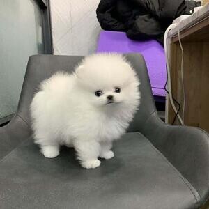 Home Trained Pomeranian Puppies | PostAds PH