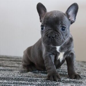 Blue French Bulldog Puppies | PostAds PH