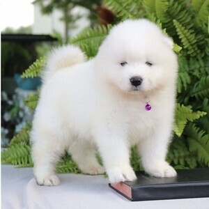Samoyed puppies | PostAds PH