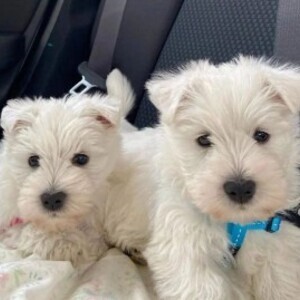 West Highland Terrier Puppies | PostAds PH