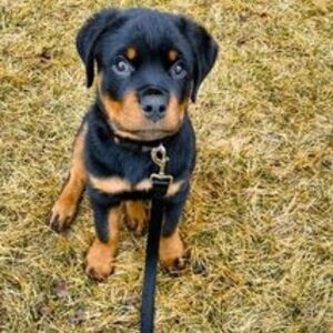 Beautiful Rottweiler puppy | PostAds PH