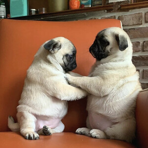 Pug puppies available now | PostAds PH