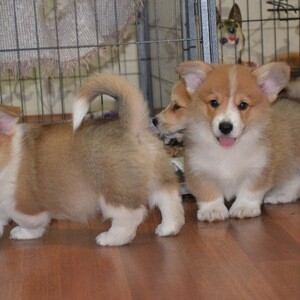 Corgi puppies available now | PostAds PH