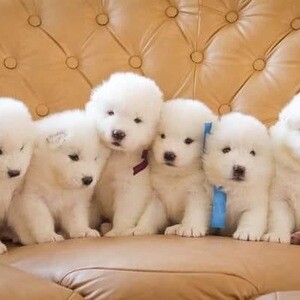 Samoyed puppies for pet lovers. | PostAds PH