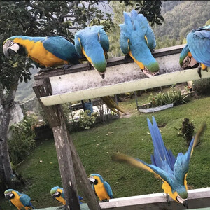 Blue and Gold Macaw parrots available now | PostAds PH