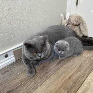 Scottish Fold kittens for adoption | PostAds PH