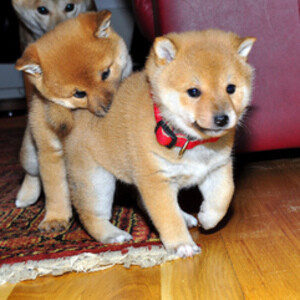 Shiba Inu Pups | PostAds PH