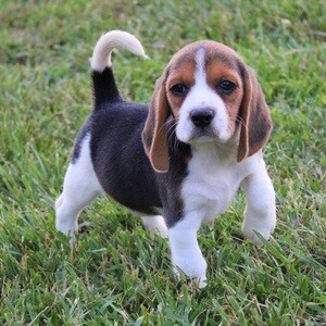 Beagle puppies | PostAds PH